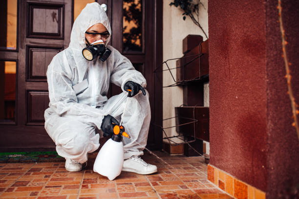 Attic and Crawl Space Rodent Treatment in Hampton Manor