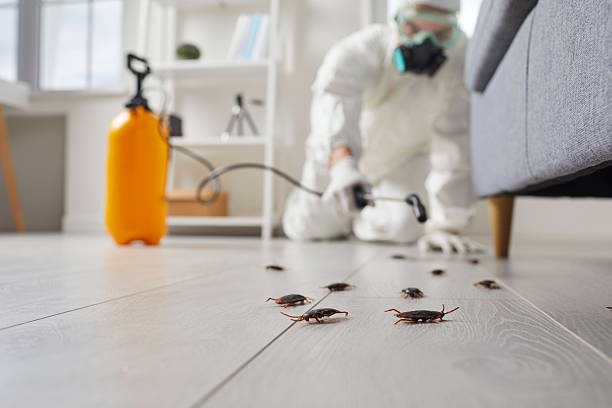 Commercial Rodent Management in Hampton Manor